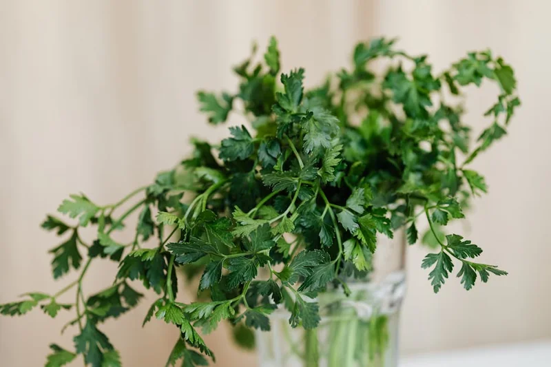 미나리 효능 부작용 영양성분 먹는법