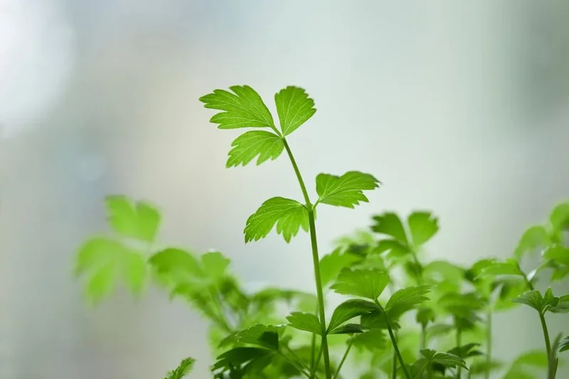 미나리 효능 부작용 영양성분 먹는법