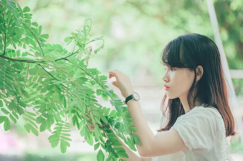 황칠나무 추출물 효능 부작용