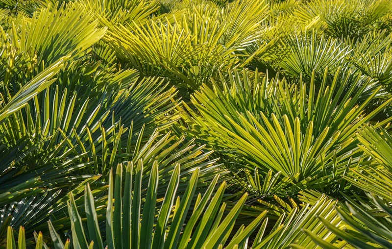 쏘팔메토 복용시간 탈모