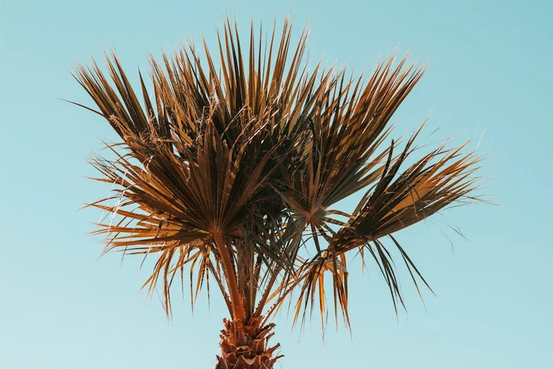 쏘팔메토 복용시간 탈모