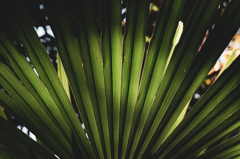 쏘팔메토 복용시간 탈모