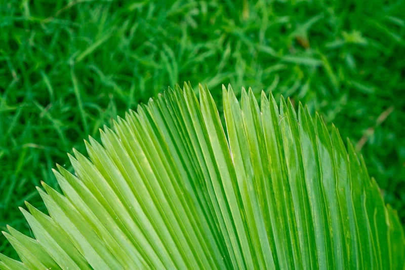 쏘팔메토 복용시간 탈모