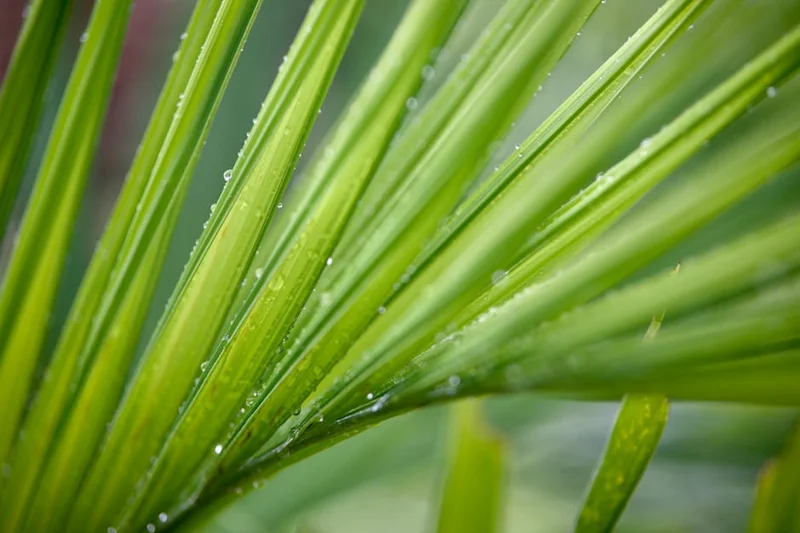 쏘팔메토 복용시간 탈모
